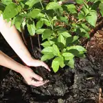 Bucket of Compost